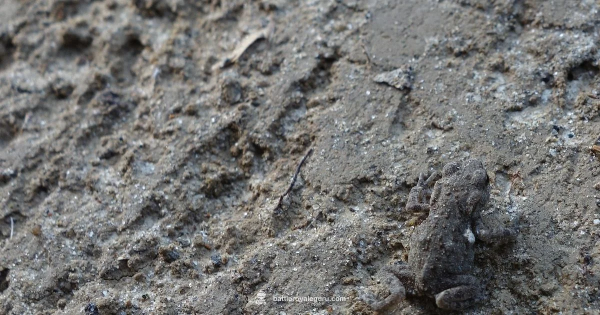 Silent Crouch Guide - Battle Royale Guru