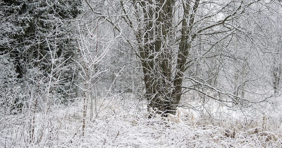 Winterfest Signals - Battle Royale Guru