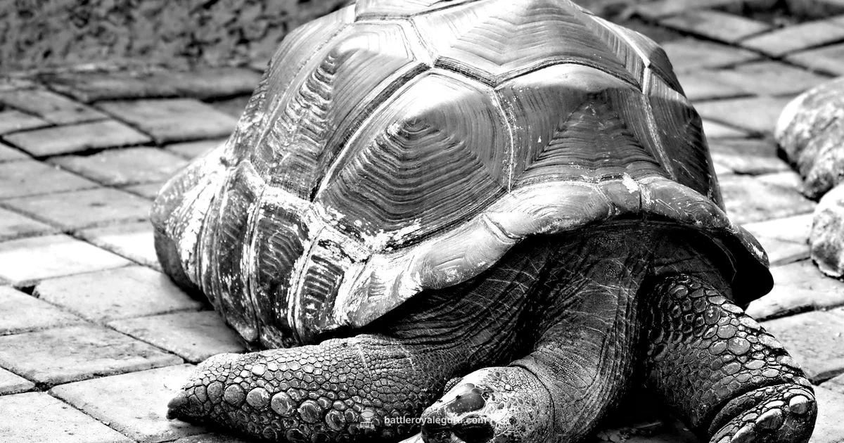 Giant Turtle Guide - Battle Royale Guru